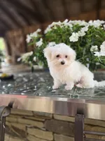 Blossom- Has overbite , a female Maltese for sale in Clarksville, AR – 7 of 8