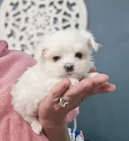 Paris- AKC Tiny Girl , a female Maltese for sale in Clarksville, AR – 2 of 9