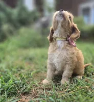 Ruby Rose, a female Cockapoo and Poodle - Toy  for sale in Clarksville, AR – 7 of 10