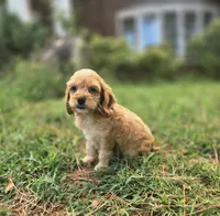 Ruby Rose, a female Cockapoo and Poodle - Toy  for sale in Clarksville, AR – 5 of 10