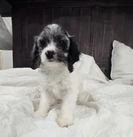 Lulu, a female Cockapoo and Poodle - Miniature  for sale in Clarksville, AR – 8 of 10