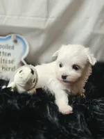 AKC Izzy's B1, a male Maltese for sale in Clarksville, AR – 3 of 7