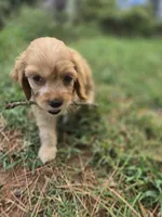 Ruby Rose, a female Cockapoo and Poodle - Toy  for sale in Clarksville, AR – 6 of 10