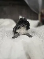 Itty Bitty, a female Cockapoo and Poodle - Miniature  for sale in Clarksville, AR – 7 of 10
