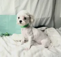 AKC Tiny Butters, a female Maltese for sale in Clarksville, AR – 4 of 9