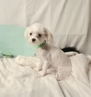 AKC Tiny Butters, a female Maltese for sale in Clarksville, AR – 7 of 9