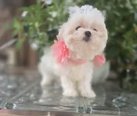 Peaches - AKC, a female Maltese for sale in Clarksville, AR – 6 of 6