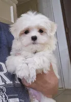 AKC Boy, a male Maltese for sale in Clarksville, AR – 2 of 3