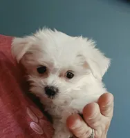 AKC Izzy's B1, a male Maltese for sale in Clarksville, AR – 3 of 6