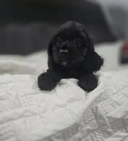 Ebony, a female Cockapoo and Poodle - Miniature  for sale in Clarksville, AR – 7 of 10