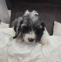 Lulu, a female Cockapoo and Poodle - Miniature  for sale in Clarksville, AR – 9 of 10