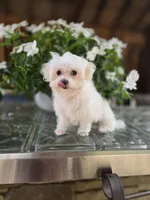 Blossom- Has overbite , a female Maltese for sale in Clarksville, AR – 5 of 8