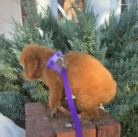 AKC  Girl , a female Poodle - Miniature  for sale in Clarksville, AR – 2 of 4
