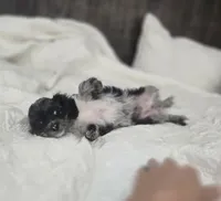 Itty Bitty, a female Cockapoo and Poodle - Miniature  for sale in Clarksville, AR – 2 of 10