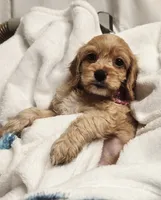 Ruby Rose, a female Cockapoo and Poodle - Toy  for sale in Clarksville, AR – 3 of 10