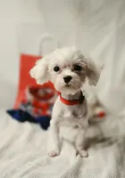 AKC Tiny Luv Bug, a female Maltese for sale in Clarksville, AR – 8 of 10