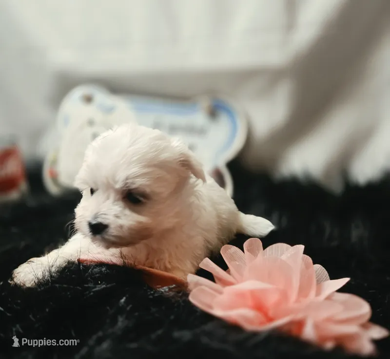 AKC Izzy's Girl  – Maltese puppy for sale in Clarksville, AR