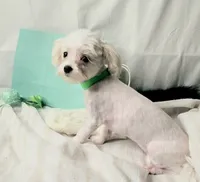 AKC Tiny Butters, a female Maltese for sale in Clarksville, AR – 3 of 9