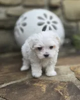 AKC Tiny Boy, a male Maltese for sale in Clarksville, AR – 6 of 6