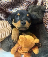 Molly, a female Rottweiler for sale in Clarksville, AR – 1 of 2