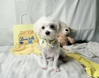 Blossom- Has overbite , a female Maltese for sale in Clarksville, AR – 5 of 10