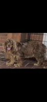 Ruby Rose, a female Cockapoo and Poodle - Toy  for sale in Clarksville, AR – 10 of 10