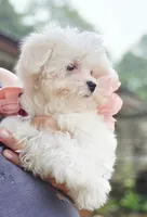 Peaches - AKC, a female Maltese for sale in Clarksville, AR – 2 of 6