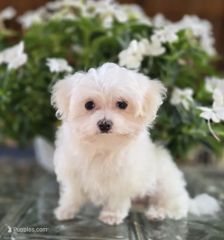 Blossom- Has overbite  – Maltese puppy for sale in Clarksville, AR