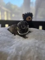 Teacup Sable Samantha , a female Maltipoo for sale in Clarksville, AR – Photo 6 of 9