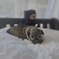 Teacup Sable Samantha , a female Maltipoo for sale in Clarksville, AR – Photo 5 of 9