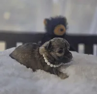 Teacup Sable Samantha , a female Maltipoo for sale in Clarksville, AR – Photo 2 of 9
