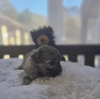 Teacup Sable Samantha , a female Maltipoo for sale in Clarksville, AR – Photo 4 of 9