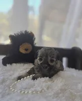 Teacup Sable Samantha , a female Maltipoo for sale in Clarksville, AR – Photo 8 of 9