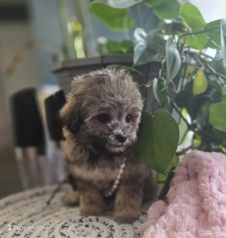 Teacup Sable Samantha  – Maltipoo puppy for sale in Clarksville, AR