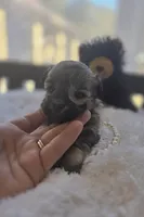 Teacup Sable Samantha , a female Maltipoo for sale in Clarksville, AR – Photo 3 of 9