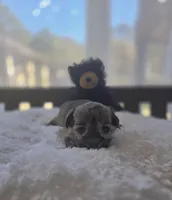 Teacup Sable Samantha , a female Maltipoo for sale in Clarksville, AR – Photo 7 of 9