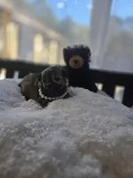 Teacup Sable Samantha , a female Maltipoo for sale in Clarksville, AR – Photo 9 of 9