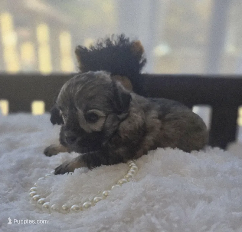 Teacup Sable Samantha  – Maltipoo puppy for sale in Clarksville, AR