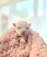 AKC Tiny Girl , a female Maltese for sale in Clarksville, AR – Photo 2 of 4