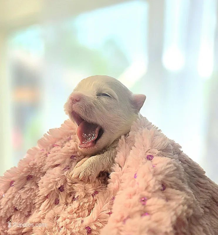 AKC Tiny Girl  – Maltese puppy for sale in Clarksville, AR