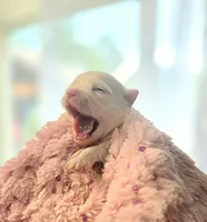 AKC Tiny Girl , a female Maltese for sale in Clarksville, AR – Photo 1 of 4