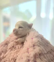 AKC Tiny Girl , a female Maltese for sale in Clarksville, AR – Photo 3 of 4