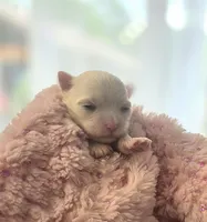 AKC Tiny Girl , a female Maltese for sale in Clarksville, AR – Photo 4 of 4