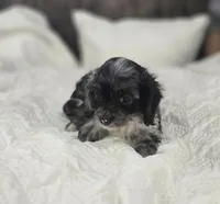 Itty Bitty, a female Cockapoo and Poodle - Miniature  for sale in Clarksville, AR – 10 of 10