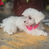 AKC Tiny Girl , a female Maltese for sale in Clarksville, AR – 8 of 10
