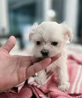 Paris- AKC Tiny Girl , a female Maltese for sale in Clarksville, AR – 8 of 9