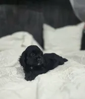 Ebony, a female Cockapoo and Poodle - Miniature  for sale in Clarksville, AR – 4 of 10