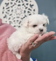 Paris- AKC Tiny Girl , a female Maltese for sale in Clarksville, AR – 4 of 9