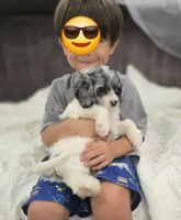Lulu, a female Cockapoo and Poodle - Miniature  for sale in Clarksville, AR – 2 of 10