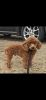 Ruby Rose, a female Cockapoo and Poodle - Toy  for sale in Clarksville, AR – 9 of 10